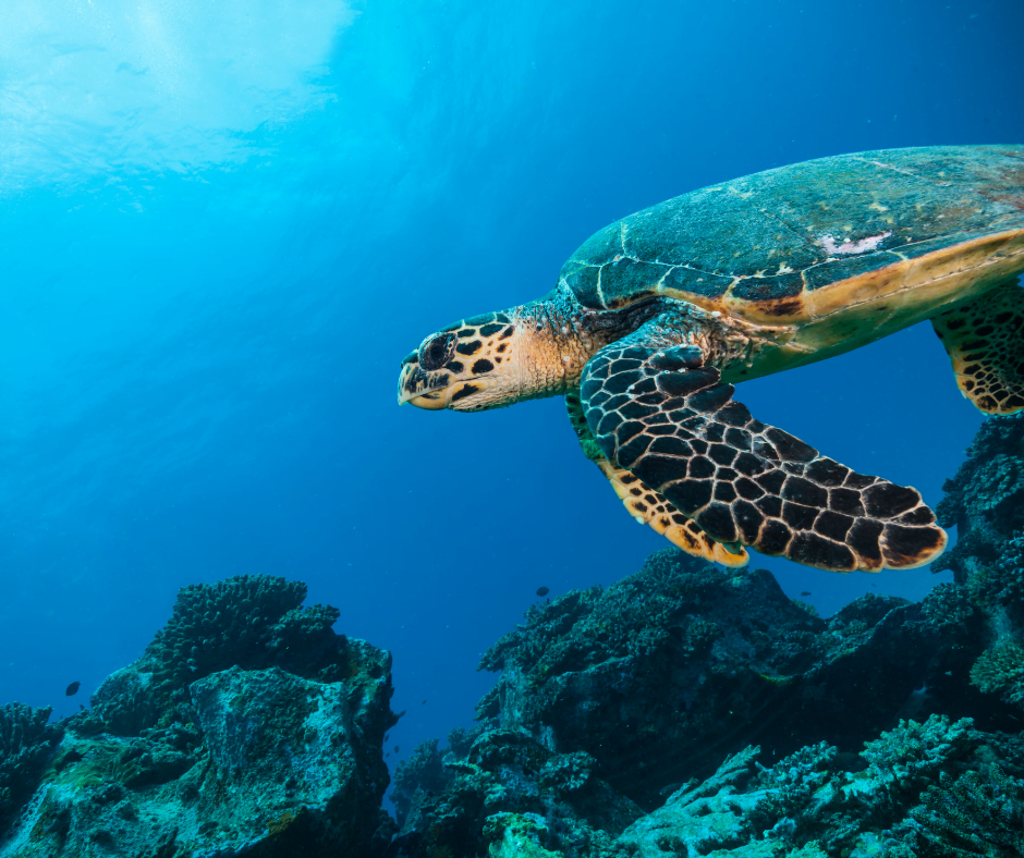 Adopt an underwater animal for World Ocean Day!