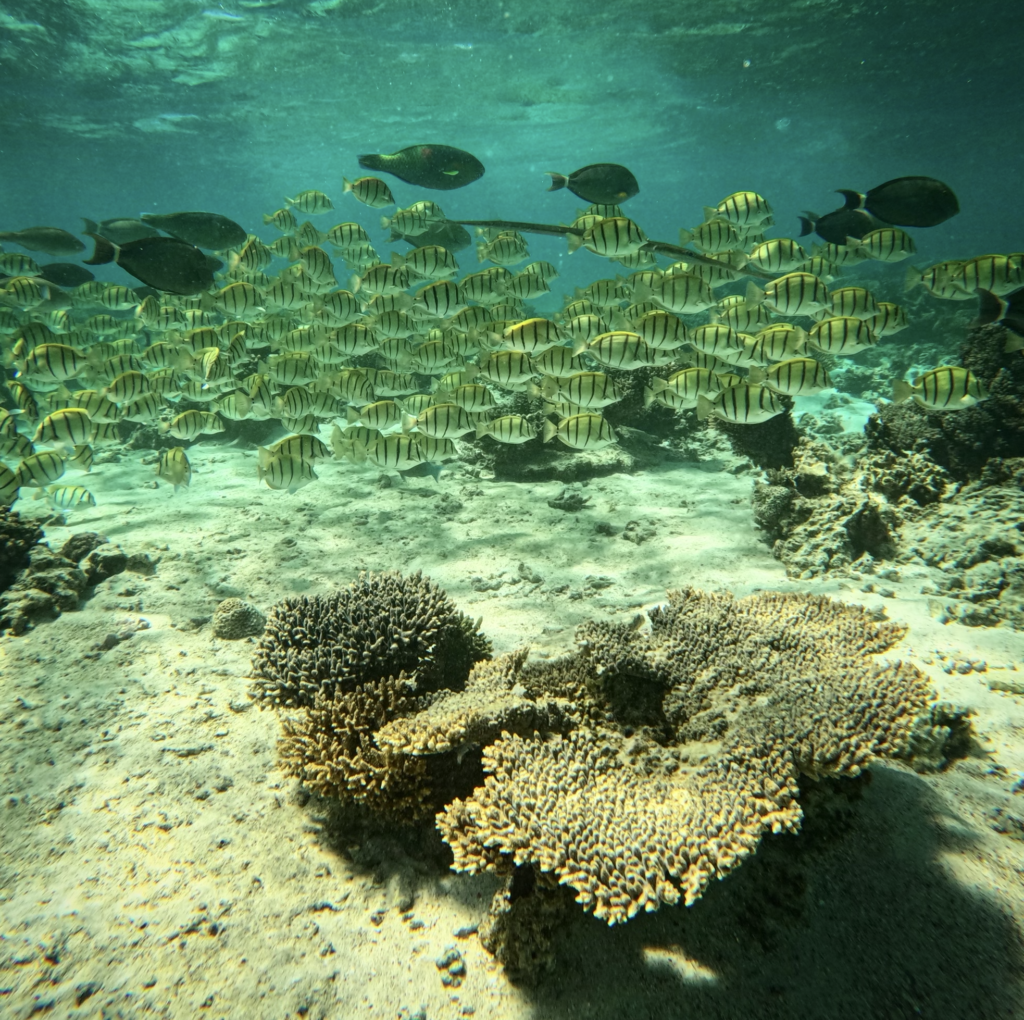 Snorkelling in North West WA