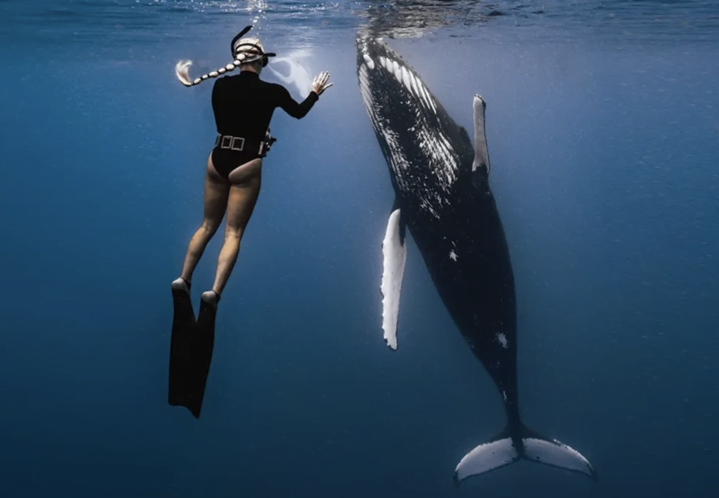 Majestic Whale Encounters, image shot in Tahiti