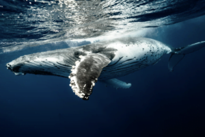 Scientists Discover how Whales Sing Their songs
