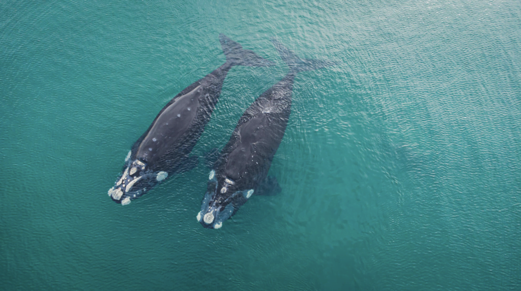 How Whales Sing their Whale Songs 