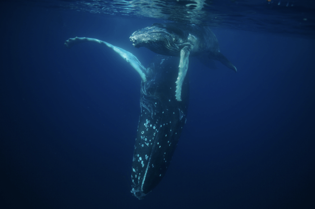 Scientists have just cracked the mysterious code behind the haunting songs of humpbacks