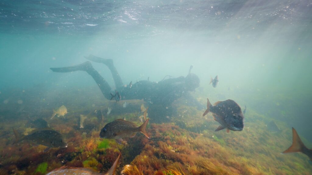 'Ricketts Point Marine Sanctuary', Photo Credit: Tim Brown 